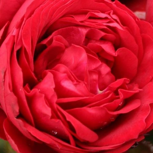 Rosa Till Eulenspiegel ® - rood - floribunda roos